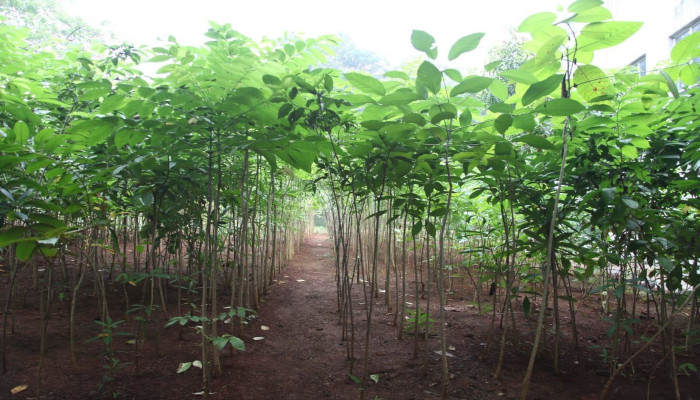 मटेरियल संगठन, घाटकोपर में मियावाकी विधि से 2000 पौधे लगाए गए